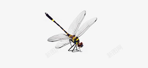 一只蜻蜓png免抠素材_88icon https://88icon.com 一只 动物 实物 蜻蜓