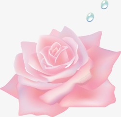 粉色玫瑰花花朵素材