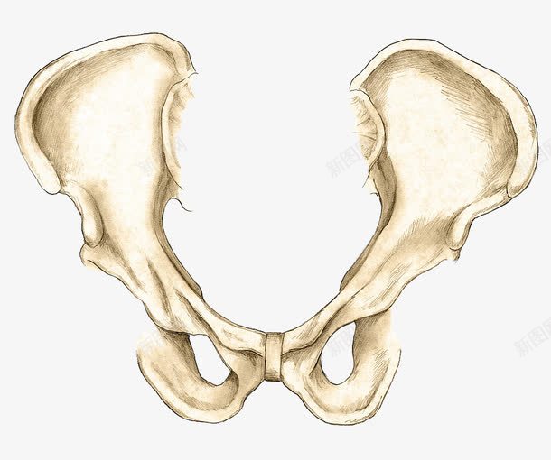 骨盆插图手绘png免抠素材_88icon https://88icon.com 关节 医学 尾骨 骨 骨头 骨盆 髋骨
