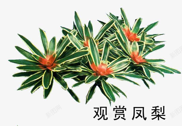 花草树木png免抠素材_88icon https://88icon.com 花草树木