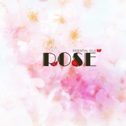 rose玫瑰花渐变色素材