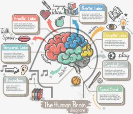 球形大脑手绘图标图标