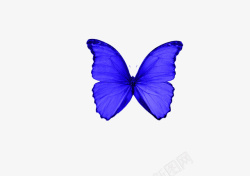 紫蓝色蝴蝶素材