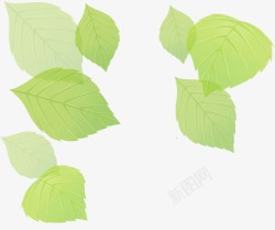 清新绿色夏季透明树叶素材