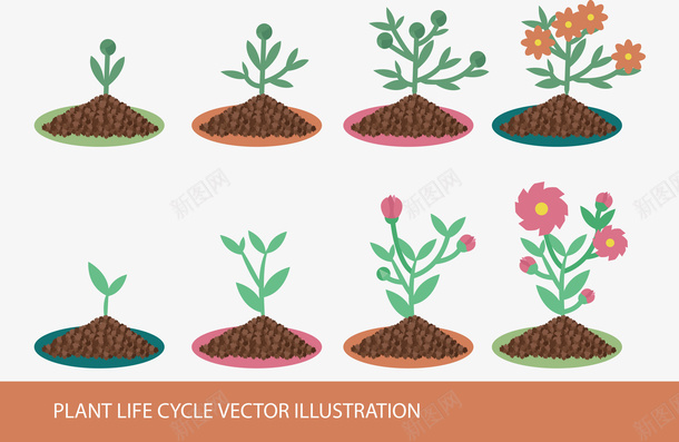 植物的周期插图矢量图ai免抠素材_88icon https://88icon.com 植物 植物的周期 矢量图