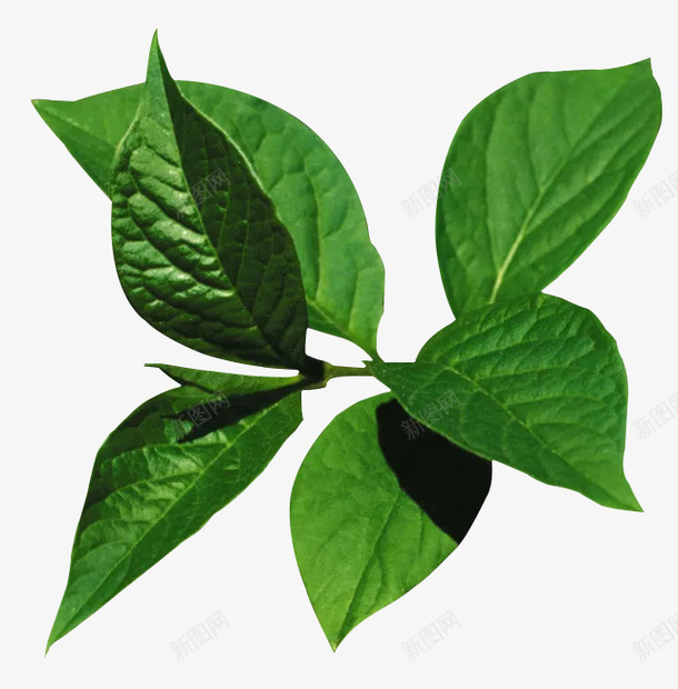 绿油油的叶片png免抠素材_88icon https://88icon.com 叶子 绿叶 绿茶 茶叶