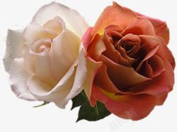 粉白色清新玫瑰花朵素材
