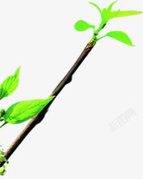 卡通树枝植物绿色叶子素材