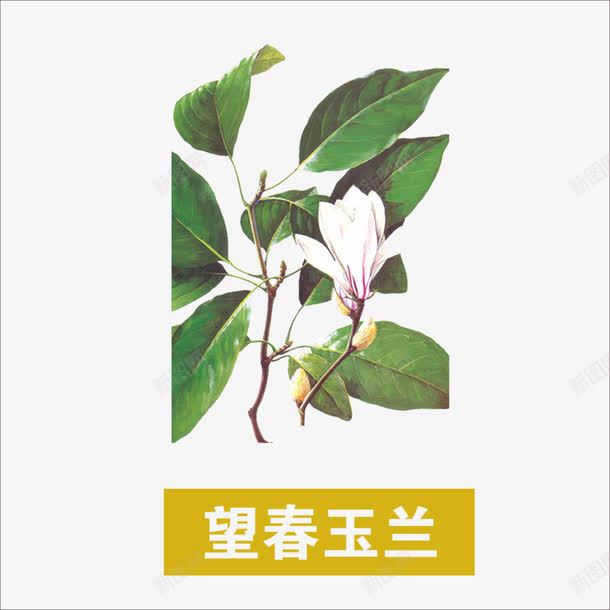 望春玉兰png免抠素材_88icon https://88icon.com 中药 本草纲目 草药 药材