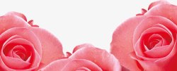 三朵粉色玫瑰花素材