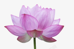 玉芝紫色纯洁的白色纹理水芙蓉实物高清图片