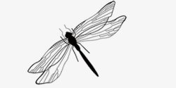 黑色蜻蜓简约元素素材