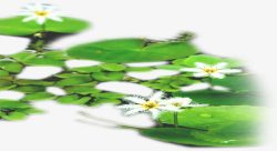 绿色清新池塘花朵素材