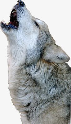 狼嚎png免抠素材_88icon https://88icon.com 动物狼 豺狼 野狼 食肉动物