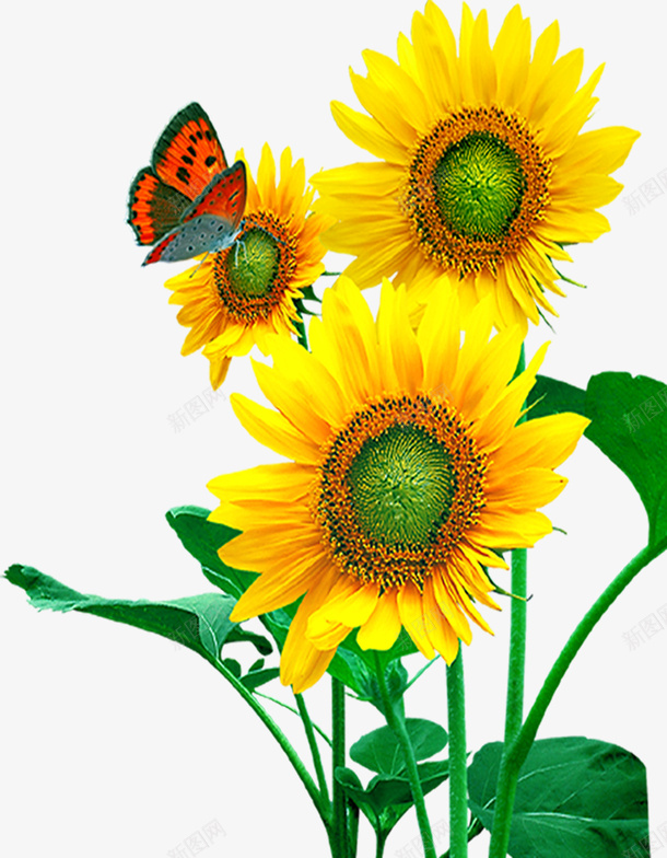 蝴蝶和向日葵png图片免费下载-素材uecuefec-88ICON