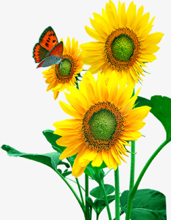 向日葵唯美蝴蝶和向日葵高清图片