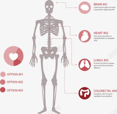 器官手绘骨骼和器官图标图标