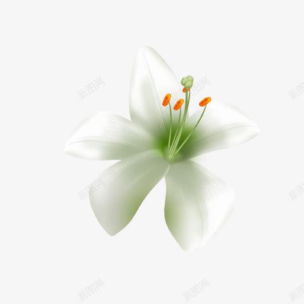 白色蝴蝶兰png免抠素材_88icon https://88icon.com 手绘 植物 花朵