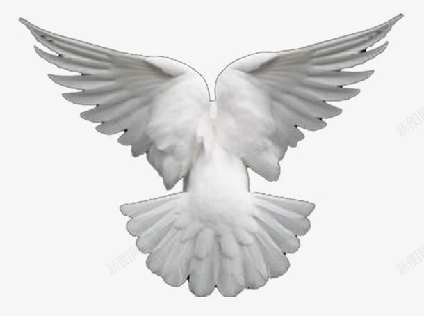 白色和平鸽翱翔png免抠素材_88icon https://88icon.com 和平鸽 白色和平鸽 翱翔 装饰
