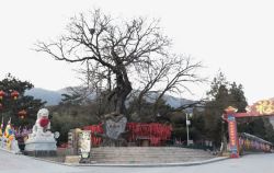 光秃秃的许愿树素材