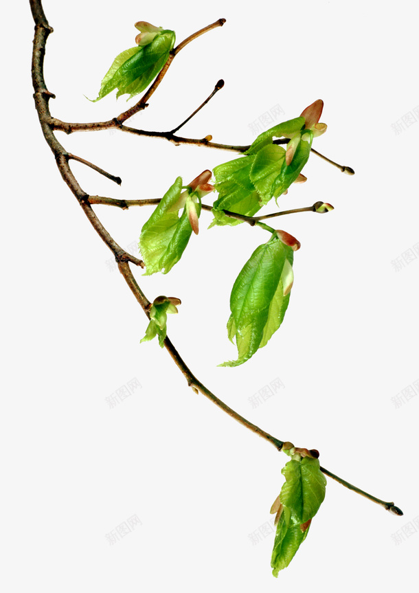 树枝上的叶子png免抠素材_88icon https://88icon.com PNG图形 叶子 树叶 树枝 植物 装饰