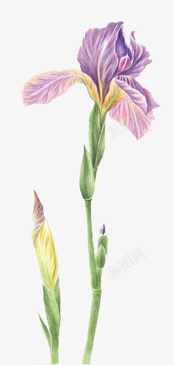 紫色写实花卉图案png免抠素材_88icon https://88icon.com 写实花卉 图案 紫色 紫色写实花卉图案