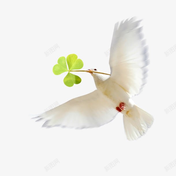 橄榄枝png免抠素材_88icon https://88icon.com 和平 素材 鸟