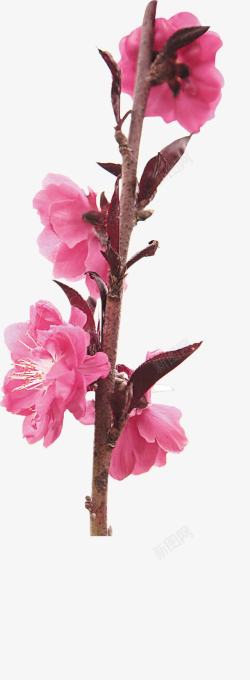 粉色中国风花朵海报装饰素材