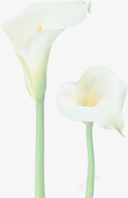 手绘白色马蹄莲花朵素材