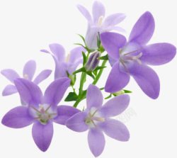 紫色手绘花朵植物装饰唯美素材