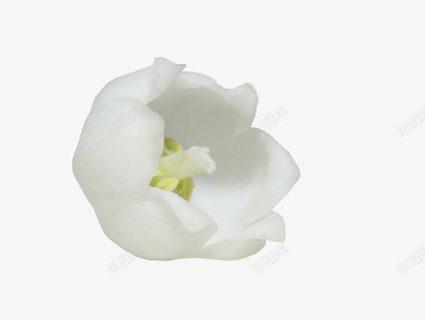 一朵白色花png免抠素材_88icon https://88icon.com 一朵花 白色花 花 花卉 花朵