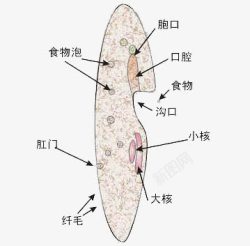 生物线粒体细胞素材