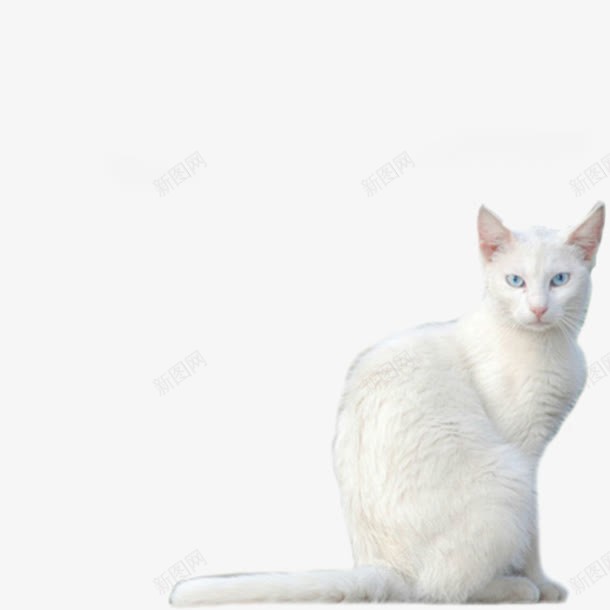 白色的猫png免抠素材_88icon https://88icon.com png素材 白色的猫