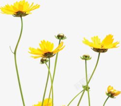 夏日植物花朵黄色效果风景素材