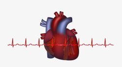 卡通质感人体器官心脏素材