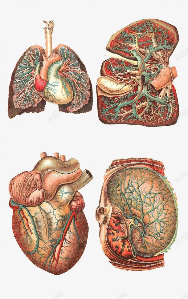 手绘人体器官png免抠素材_88icon https://88icon.com 人体器官 人类 手绘