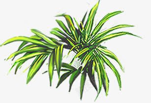 绿色手绘植物小草png免抠素材_88icon https://88icon.com 植物 绿色