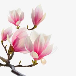 粉白色花朵树枝素材