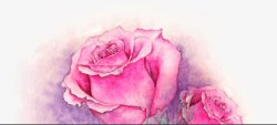彩绘粉色玫瑰花图素材