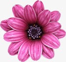 粉色的一朵花素材