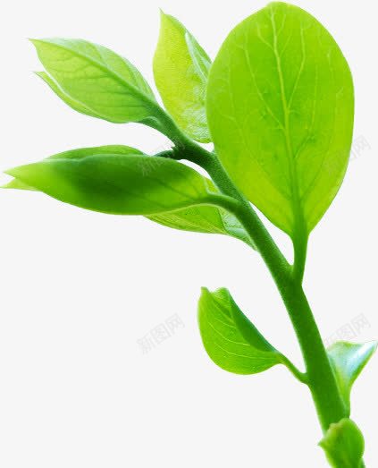 绿色清新世外桃源植物png免抠素材_88icon https://88icon.com 世外桃源 植物 清新 绿色