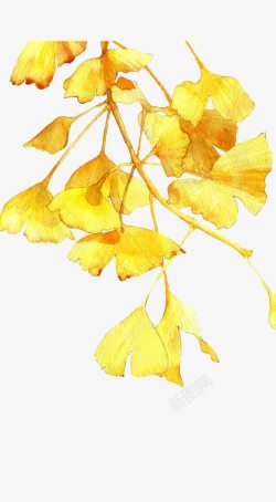 手绘金色叶子透明素材