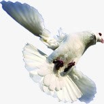 白色和平鸽展翅翱翔素材