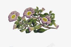 紫色复古手绘花朵绿叶装饰素材