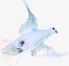 白色鸽子展翅高飞素材