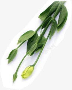 绿叶黄色郁金香素材