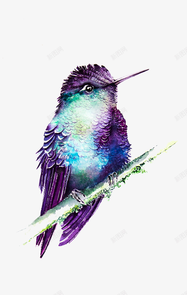 紫色的尖嘴鸟png免抠素材_88icon https://88icon.com 尖嘴鸟 紫色的鸟 美丽的鸟