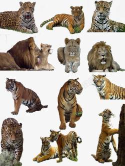 狮虎豹凶猛动物素材