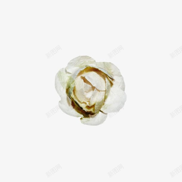 一朵白色花png免抠素材_88icon https://88icon.com 白色 白色花 花 花卉 花朵