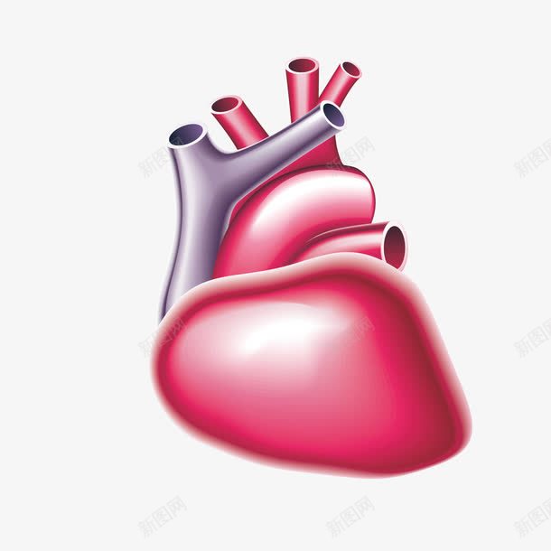 人体器官心脏png免抠素材_88icon https://88icon.com 人体 人体器官 器官 心脏